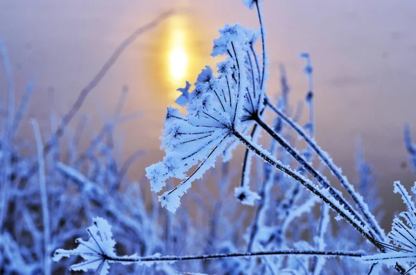 Frosted branch. winter — Stock Photo, Image