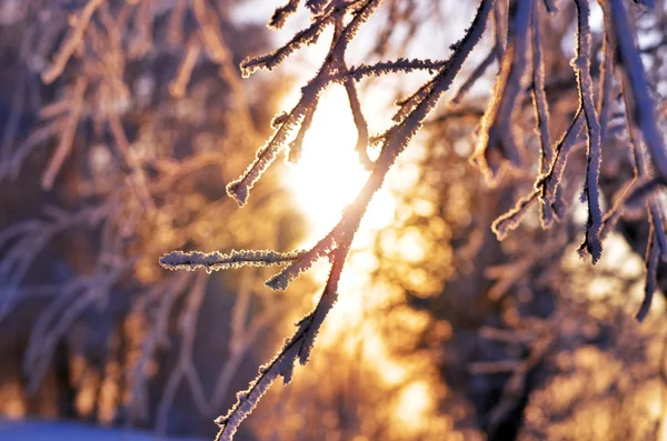 Frosted branch. sunset, winter — Stock Photo, Image