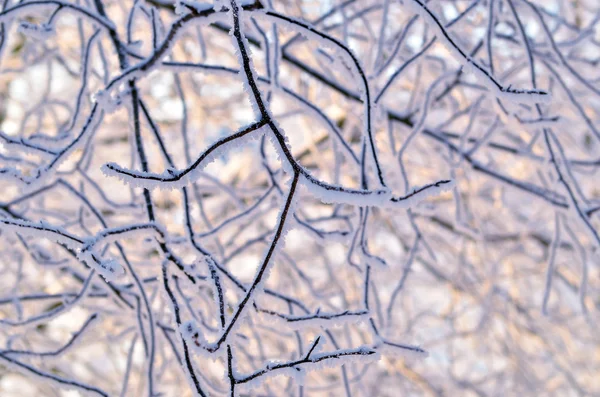 Frosted branch. winter — Stock Photo, Image