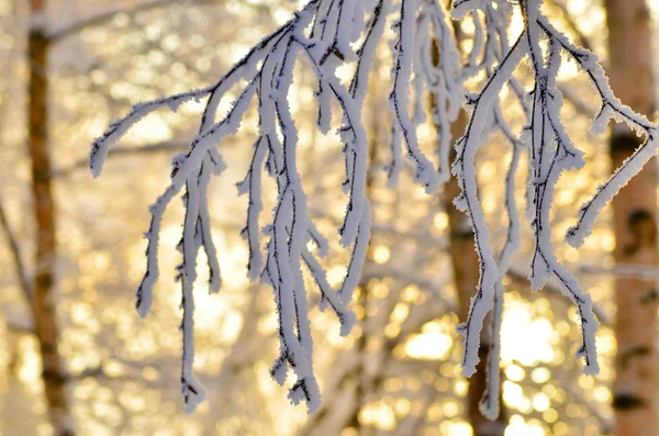 Frosted branch. winter. sunset — Stock Photo, Image