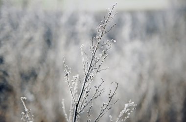 Donmuş bitki soyut doğal arkaplan ile kaplıdır.