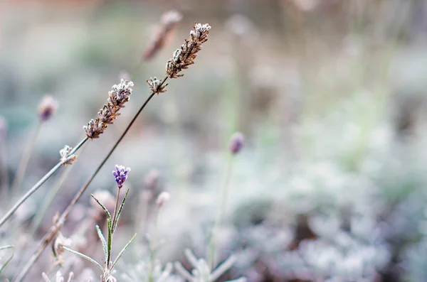 Абстрактний природний фон з замороженої рослини, покритої калюжею або римом — стокове фото
