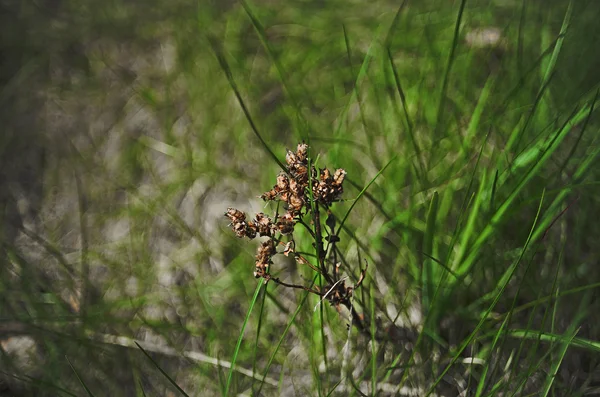 Ağaç dalı closeup
