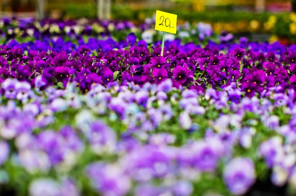 Flowers for sale at a Oslo's flower market, Oslo, Norway
