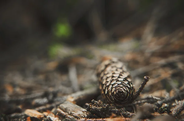 Cones de abeto no chão da floresta com intencional profundidade rasa de campo — Fotografia de Stock