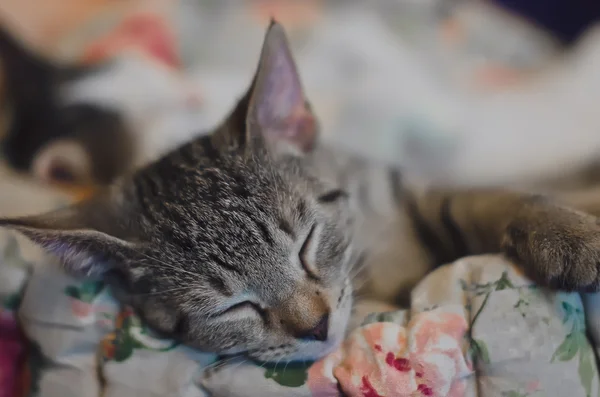 Un gatto dorme nel suo morbido letto accogliente su un tappeto a terra, soft focus — Foto Stock