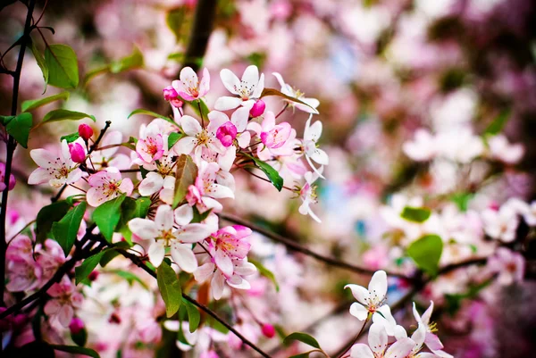 ミラベルが咲く。花の背景、小さな被写し界深度 — ストック写真