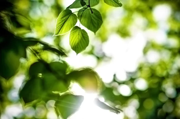 Muitas folhas verdes com o sol brilhando através deles — Fotografia de Stock