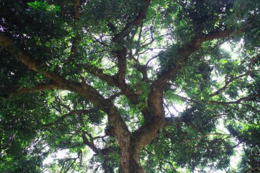 Shady tree in the middle of the Lawang Sewu building in Semarang