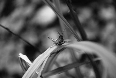 Siyah beyaz yaprakların üzerine tünemiş bir çekirge.