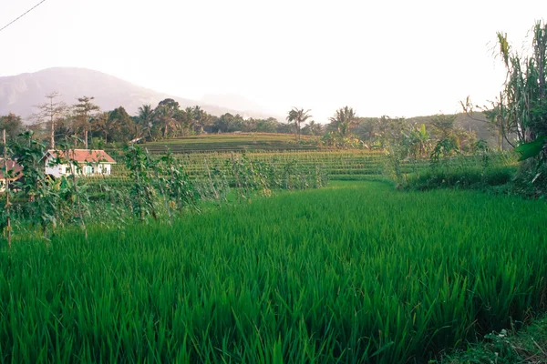 Přírodní Scenérie Rýžových Polí Úpatí Hory Ungaran Semarang — Stock fotografie