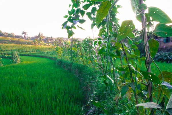 Natuurlijke Omgeving Van Rijstvelden Aan Voet Van Berg Ungaran Semarang — Stockfoto