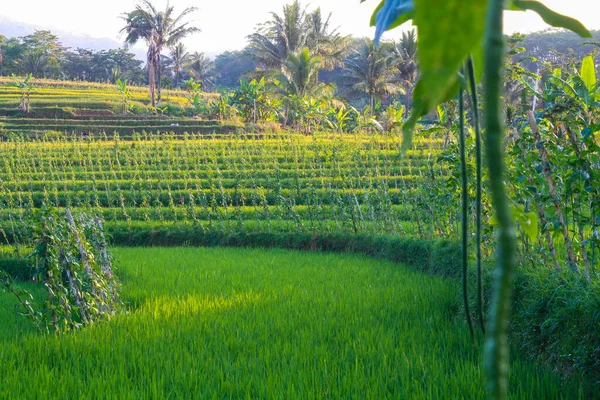 Pemandangan Alam Sawah Kaki Gunung Ungaran Semarang — Stok Foto