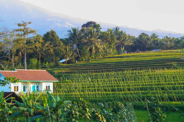 Paisagem Natural Campos Arroz Sopé Monte Ungaran Semarang — Fotografia de Stock