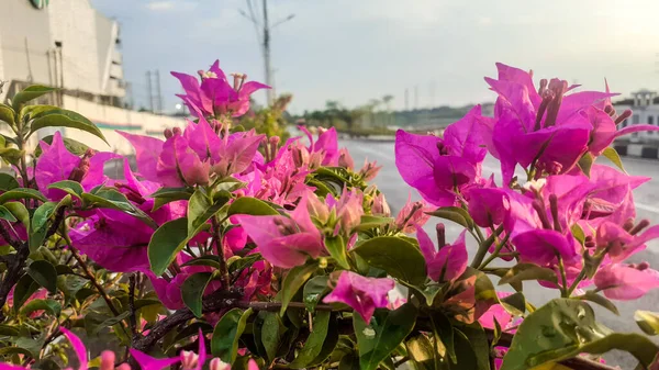 Bougainvillea Plantes Fleurs Qui Sont Sur Diviseur Route Dans Ville — Photo