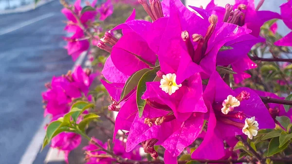 Bougainvillea Plantes Fleurs Qui Sont Sur Diviseur Route Dans Ville — Photo