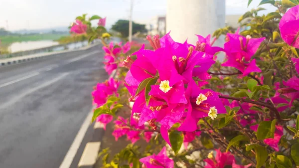 Bougainvillea Plantas Flores Que Estão Divisor Estrada Cidade Semarang — Fotografia de Stock