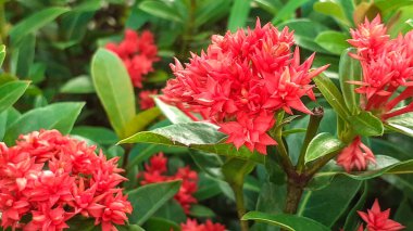 Bahçede büyüyen kırmızı çiçekler