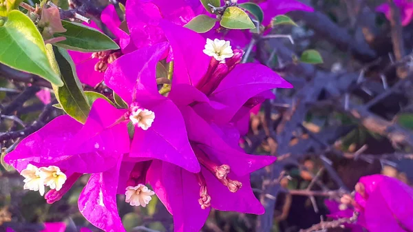 Bougainvillea Piante Fiore Che Trovano Divisore Stradale Nella Città Semarang — Foto Stock