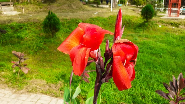 Nénuphar Rouge Dans Jardin Fleurs — Photo
