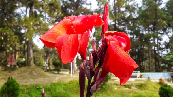 Nénuphar Rouge Dans Jardin Fleurs — Photo
