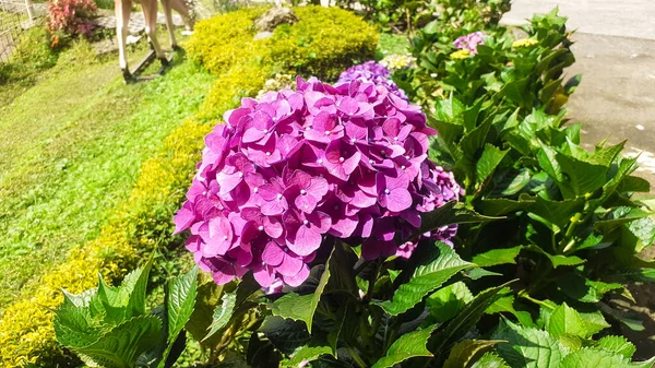 Gros Plan Belles Fleurs Hortensia — Photo