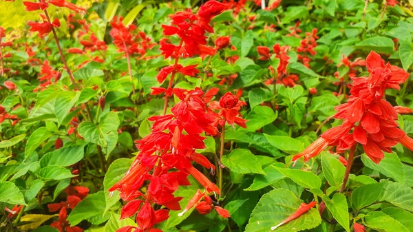 Lobelia Fleur Rouge Dans Jardin — Photo