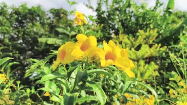 Çiçeklerdeki Sarı Allamanda Çiçekleri, Doğal Bahçedeki Tropikal Çiçek Arkaplanı