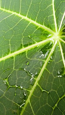 Doğal arkaplan olarak su damlacıkları ile yeşil papaya yaprağının dokusunu kapat.