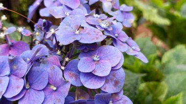 Mor ortanca macrophylla çiçek arkaplanı