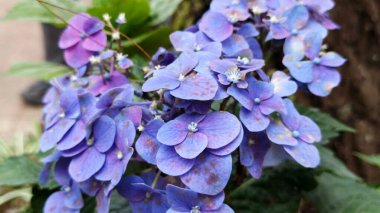 Mor bir Hydrangea makrophylla çiçeğine yaklaş.
