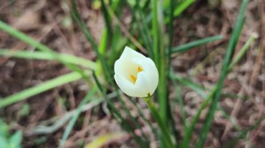 Bahçede beyaz çiçek var. Doğal yeşil bitki arkaplanı