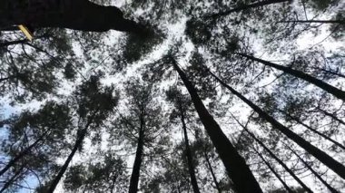 Pinusan Ormanı, Kendal, Endonezya 'da estetik çam ağaçları