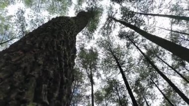 Endonezya 'nın Kendal bölgesindeki Çam Ormanı manzarası