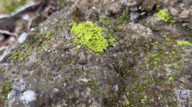 Kaya Dokusunda Yeşil Yosun Doğal Arkaplan