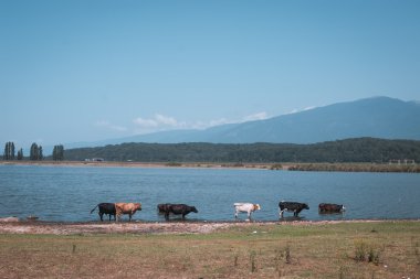 ineklerle dolu dağ manzarası