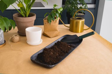 Sulama kabı ve bahçe malzemesi olan çeşitli ev bitkileri..