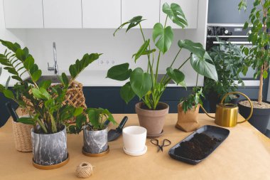 Mutfakta ev bitkisi naklediyorum. Sulama kabı ve bahçe malzemesi olan çeşitli ev bitkileri..