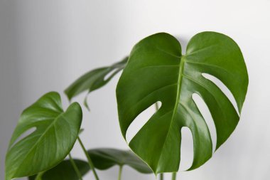 Beyaz arka planda yeşil canavar yaprakları