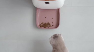 Kedi yemeğe gelirken, ev hayvanları için otomatik besleyici beslenir. Genel Görünüm