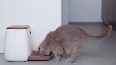 Gri kedi otomatik kedi maması yiyicisinden yemek yiyor..