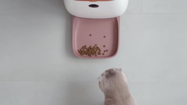 Alimentatore Automatico Animali Domestici Mangiare Mentre Gatto Viene Mangiare Vista — Video Stock