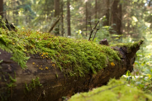 Ormana düşmüş bir ağaç gövdesine