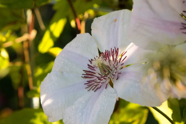 Bela flor branca em um jardim verde — Fotografia de Stock