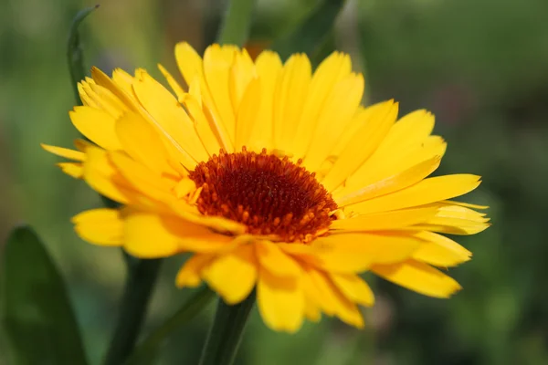 Calendula officinalis çiçek
