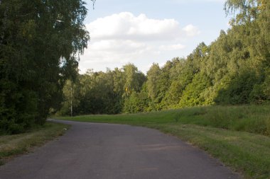 Ormanda asfalt yol