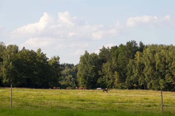 Pasto de caballos en el borde del bosque — Foto de Stock