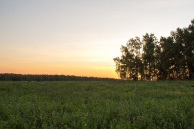 gün batımında çiçekli yeşil alan