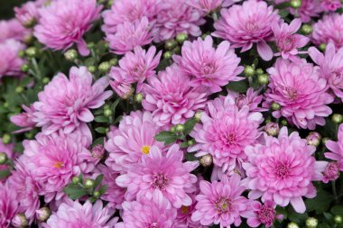 Leylak çiçekleri arka plan