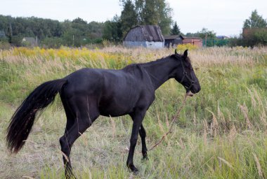 bir çayır siyah ata